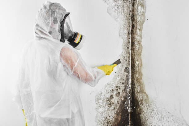 Certified Mold Removal in El Portal, FL