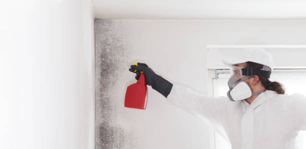 Office Mold Removal Services in El Portal, FL