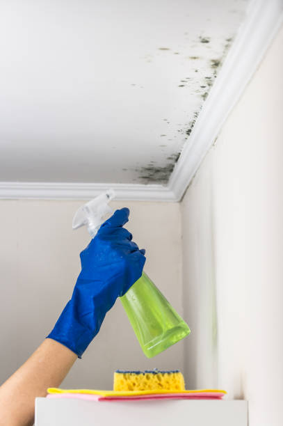 Best Residential Mold Removal  in El Portal, FL